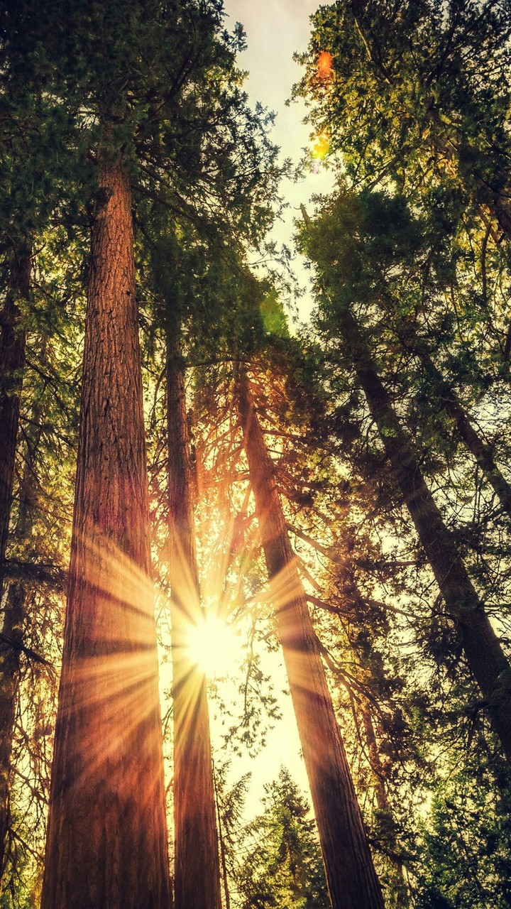 nature