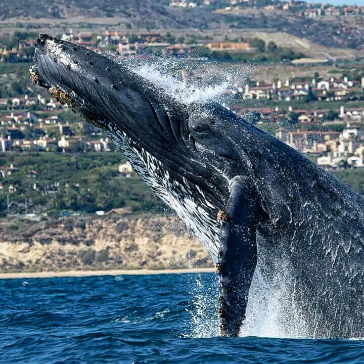 A Breach for the Village