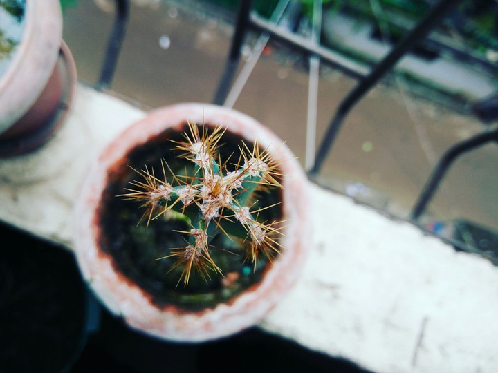 Cactus