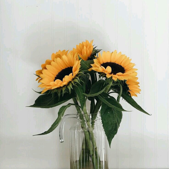 sunflowers ♡