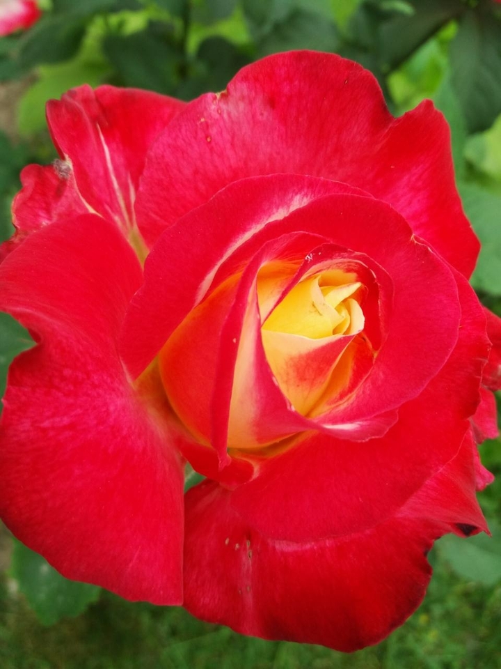 rose