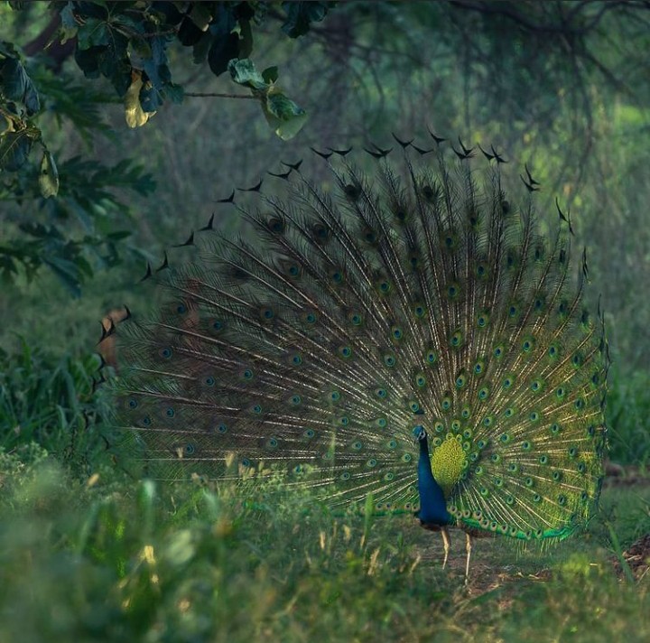 peacock