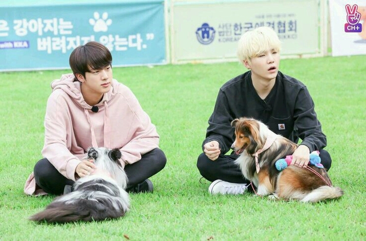 Jin suga and dog