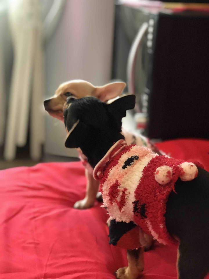 my chihuauas