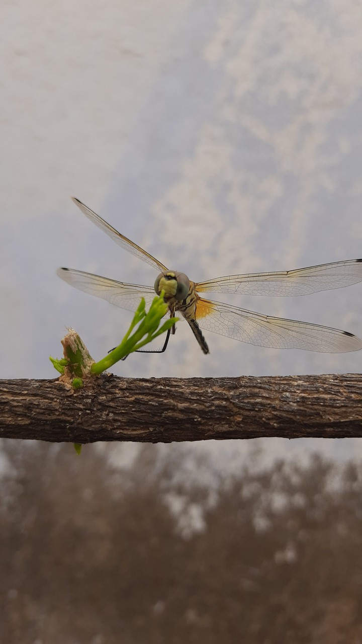 Insect