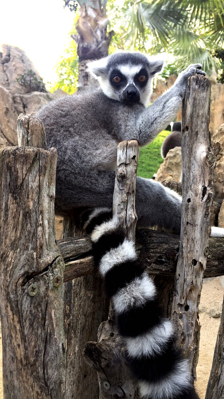 Madagascar
