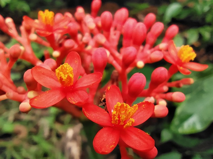 bright red