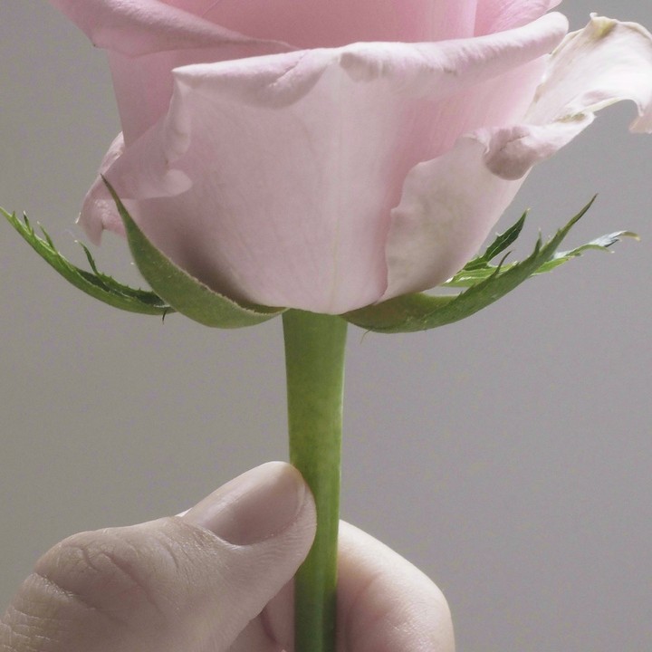 botão de rosa
