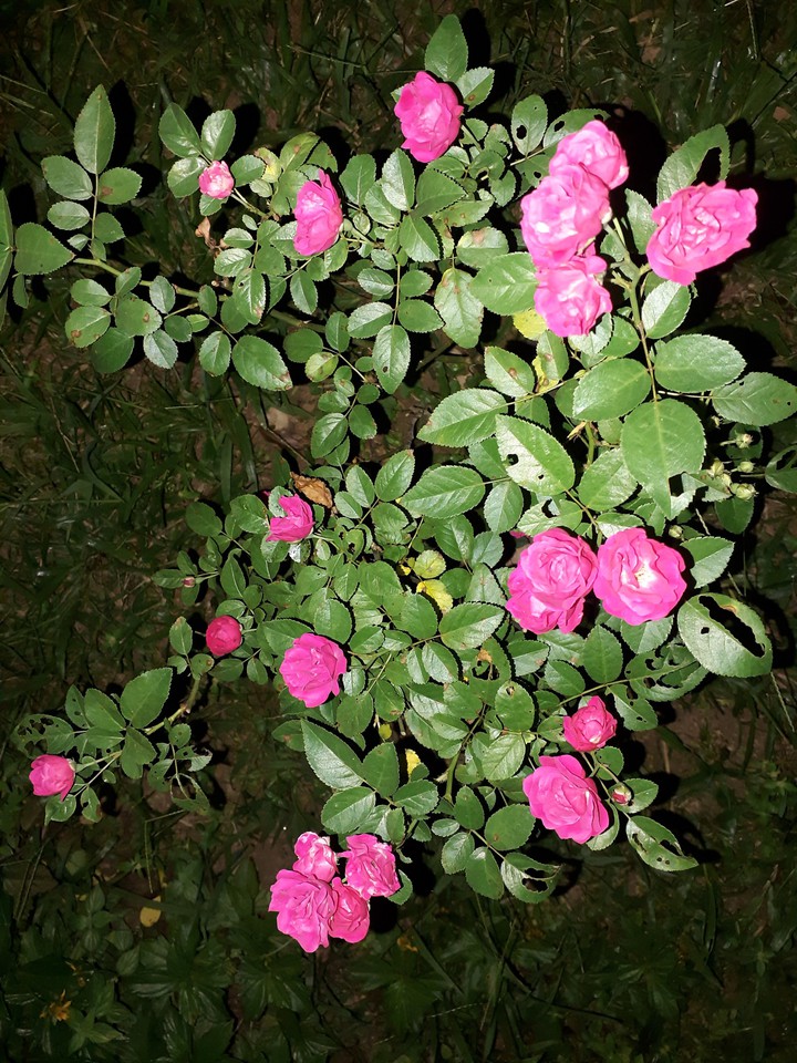 roses