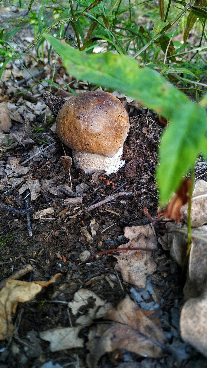 mushroom