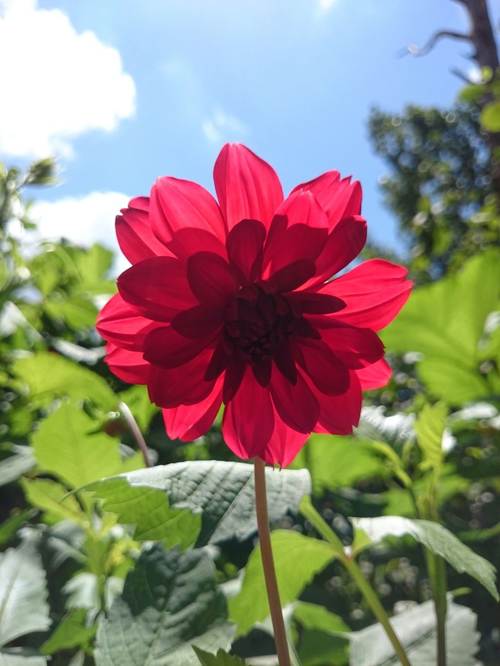rose