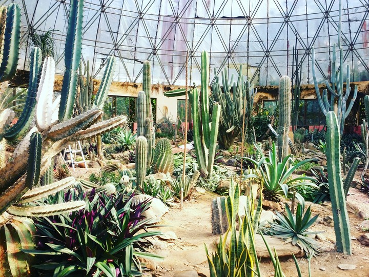 Cactus