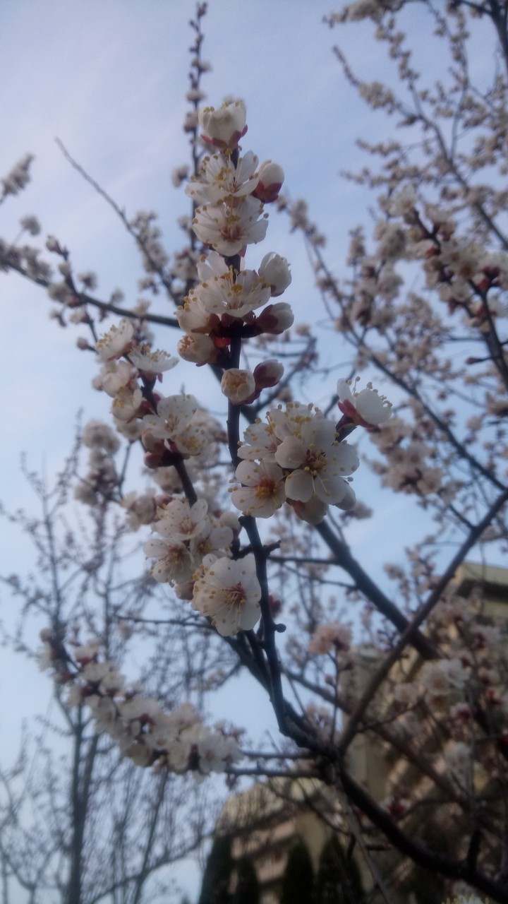 Apricot