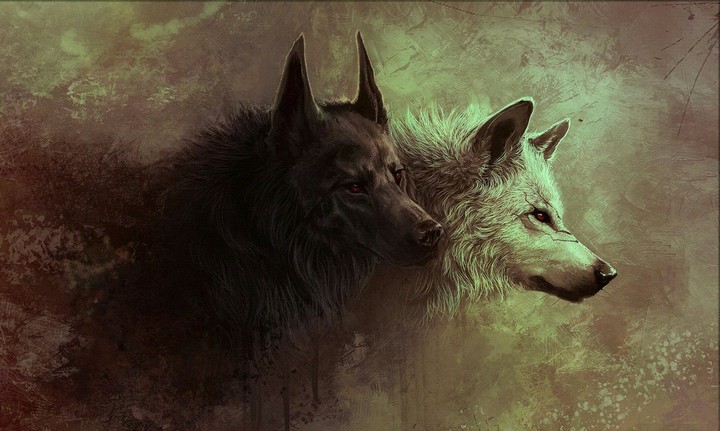 Wolf Wallpaper