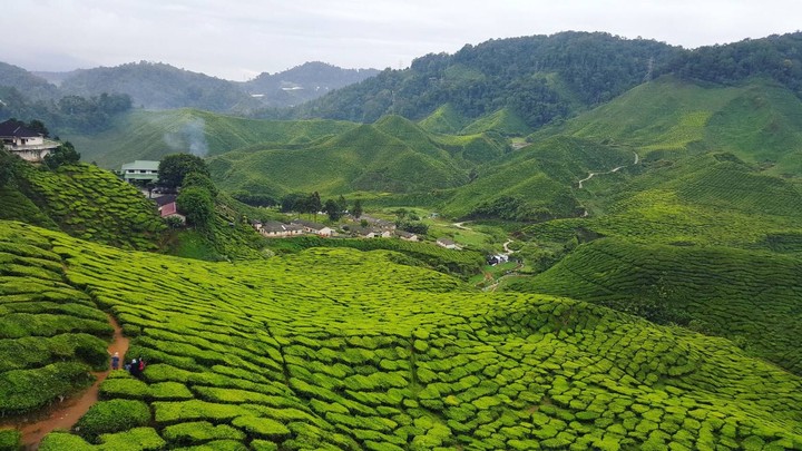 tea valley