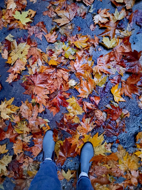 Autumn vibes