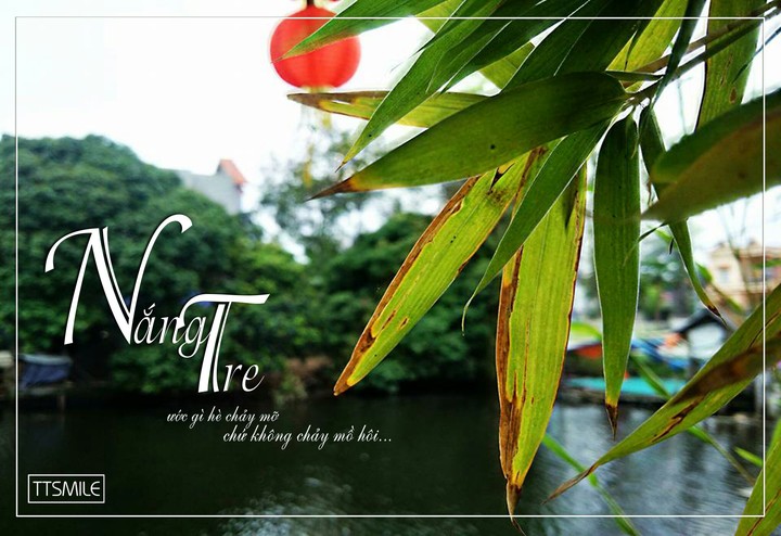 Bamboo in Vietnam