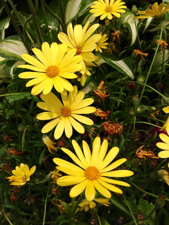 yellow flowers