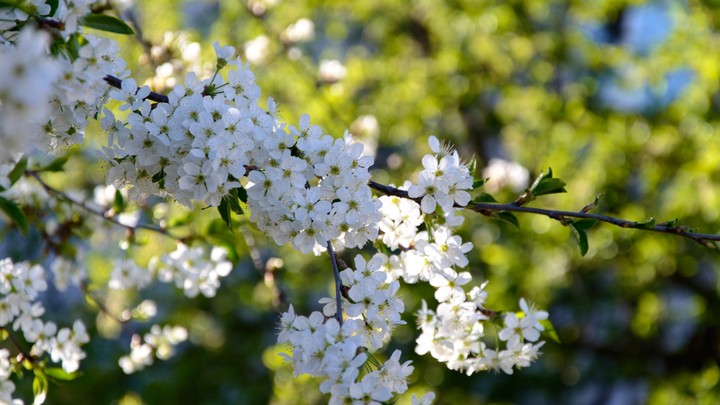 Spring