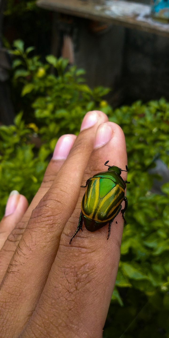 beetle