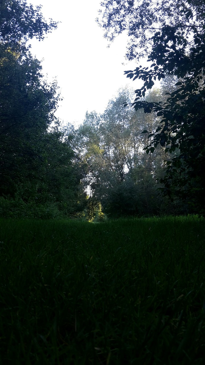 little wood