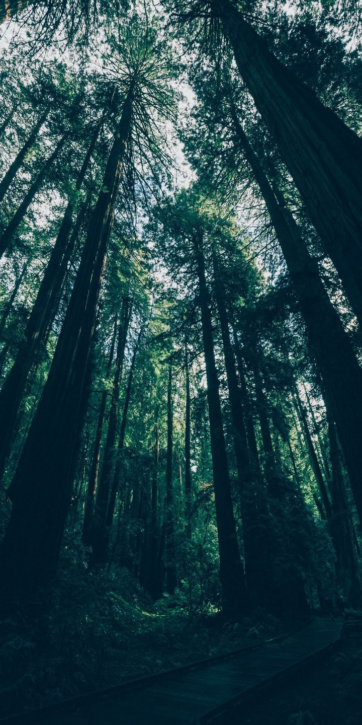 quite forest