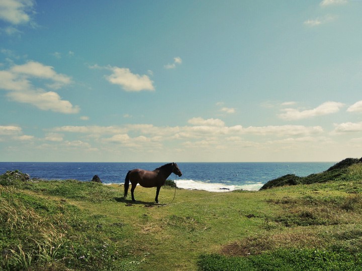 제주도 말