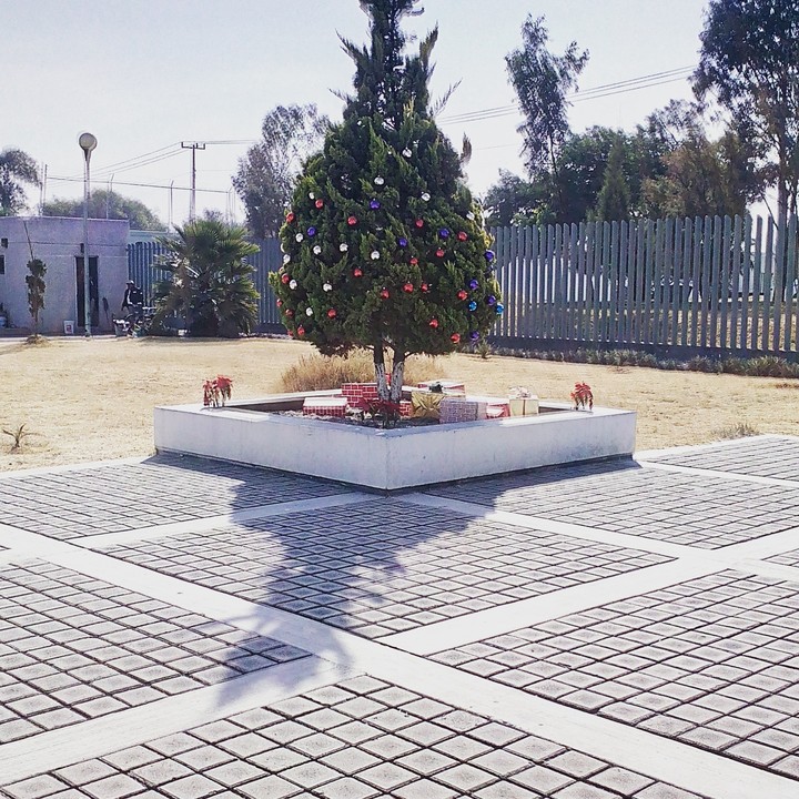 tree