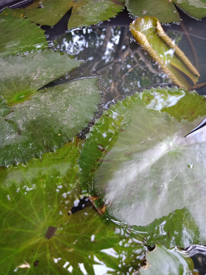 lotus