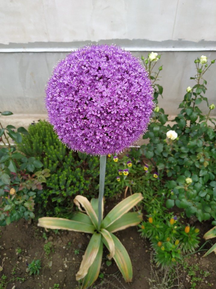 FLOWER