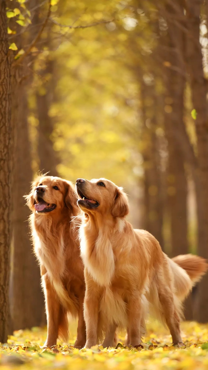 dogs