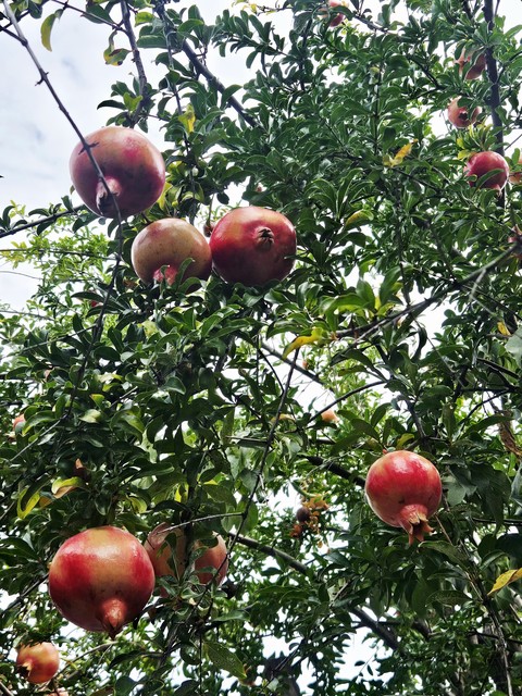 Fruit, Red, Fruit_tree