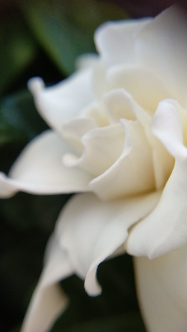 Gardenia