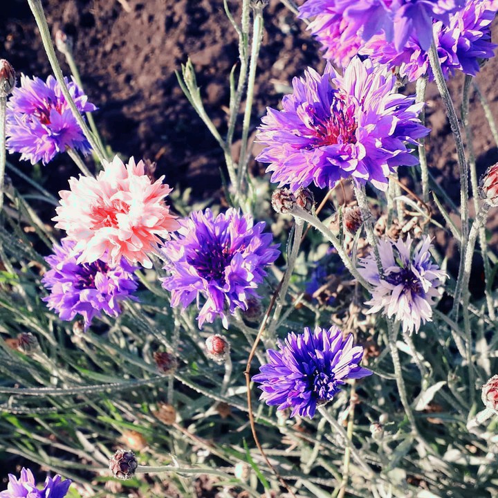 Cornflowers