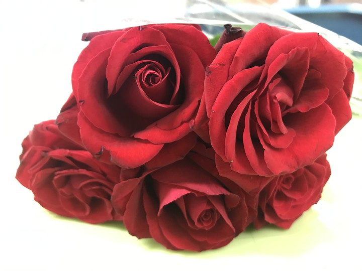 rose