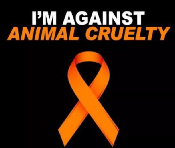 ❤ animals