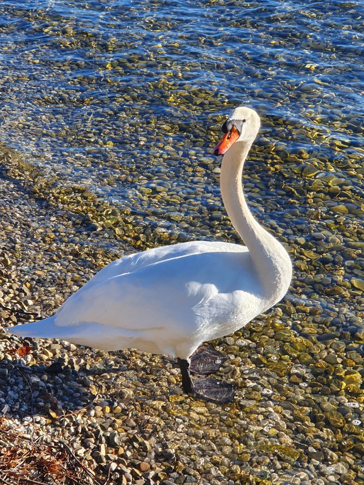 swan