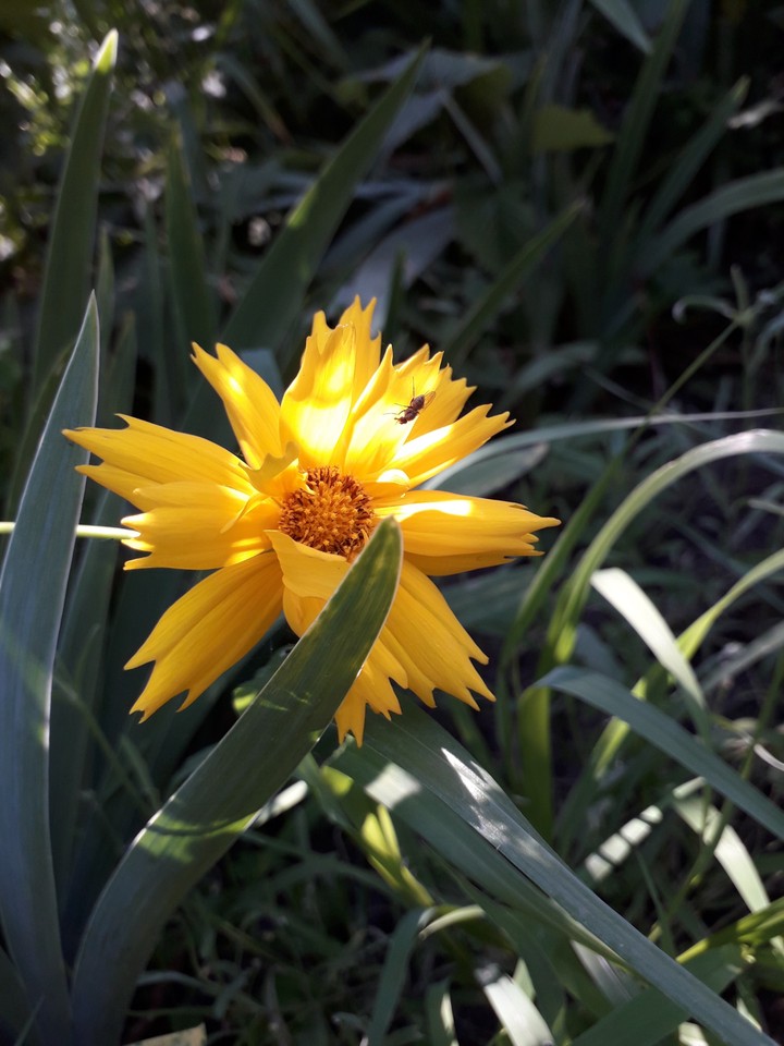 flover and fly)