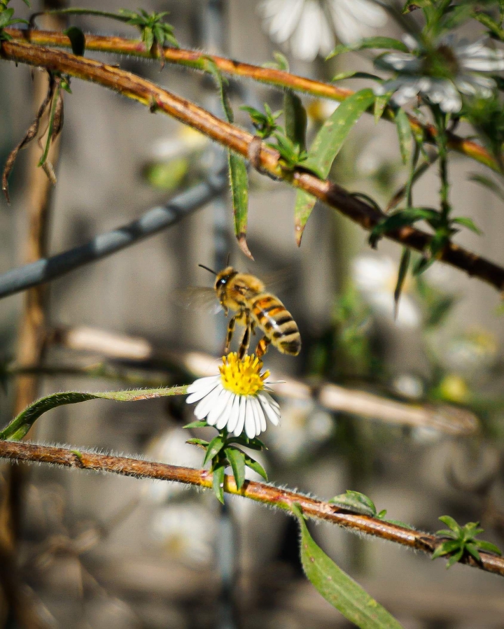 Honey Bee