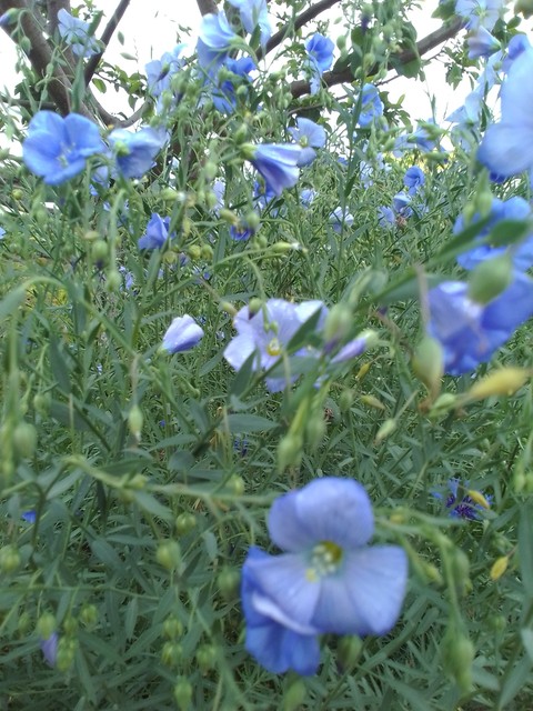 botany, blue háttérképek