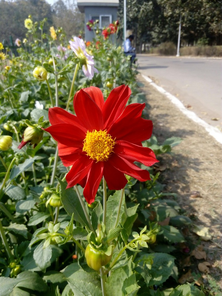 smiling flower