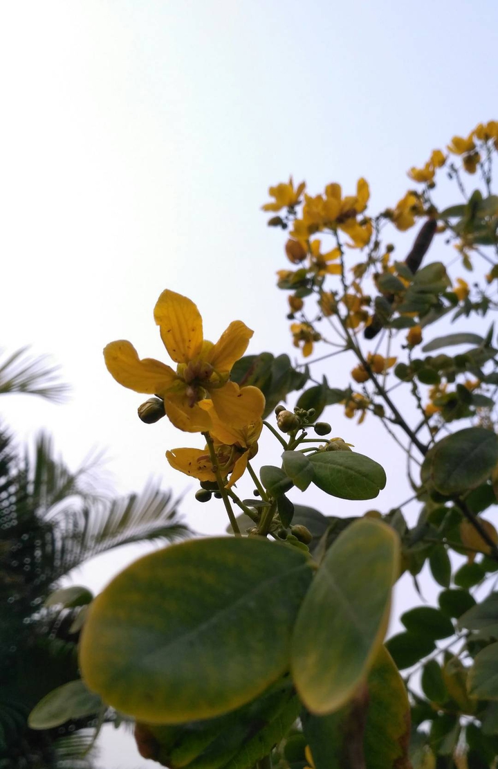 The Yellow Goddess