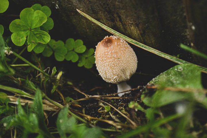 mashroom