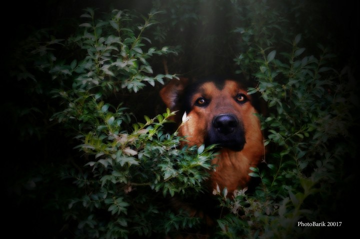 Gemamshrpherd dog