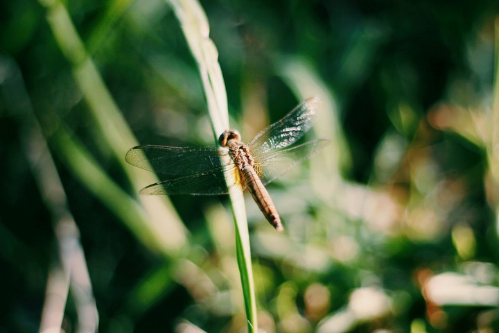 Dragonfly