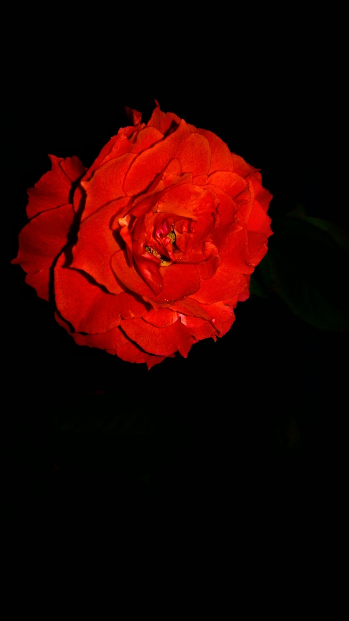 rose