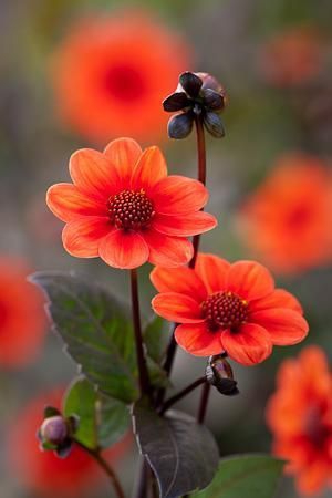 Orange flowers.