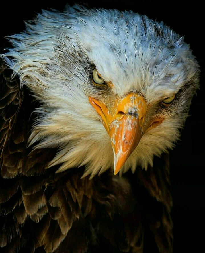 scary bird