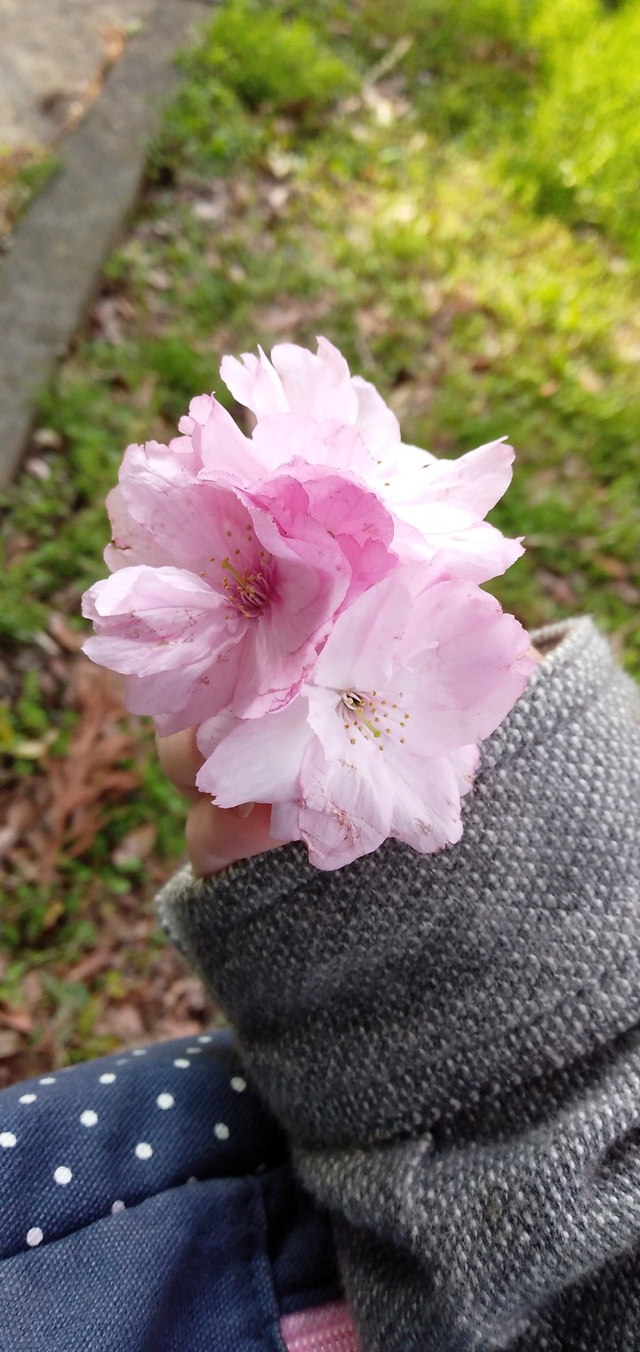 桜
