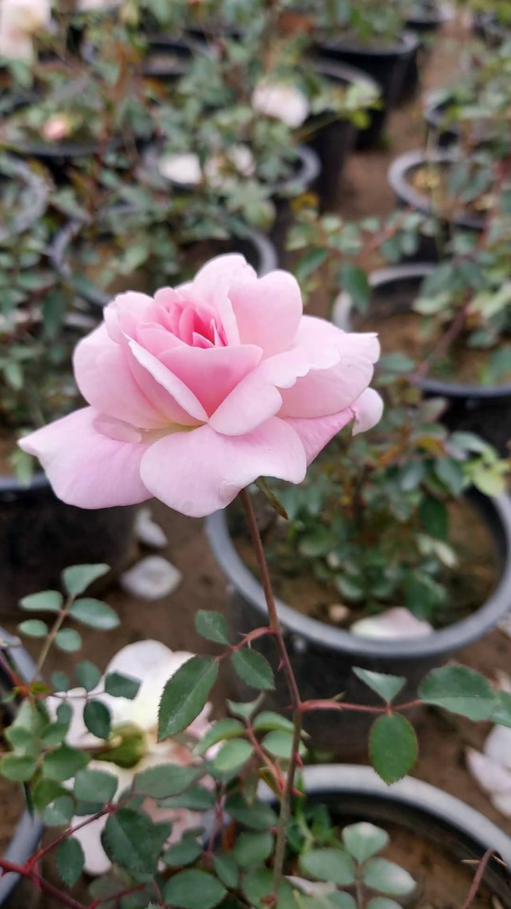 #pink rose #flower #nature